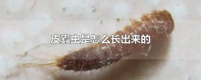 ​皮蠹虫是怎么长出来的