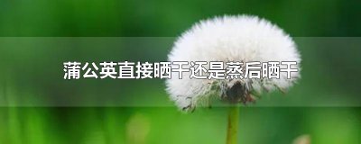 ​蒲公英直接晒干还是蒸后晒干