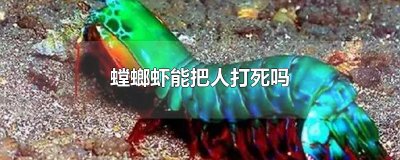 ​螳螂虾能把人打死吗