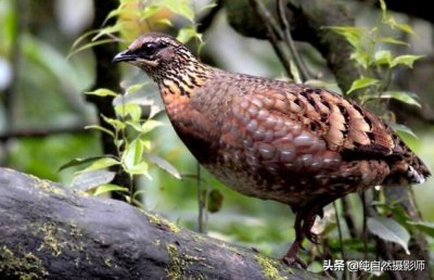 ​四川山鹧鸪百科知识，中国62种雉科之一