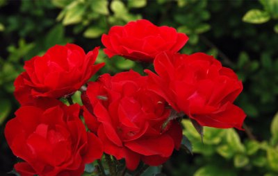 ​红帽子月季怎么养（喜欢养护月季，就养护红帽子月季花卉，花色鲜艳，花量大，