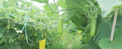 ​蒲瓜是凉性的还是热性的 蒲瓜是寒性还是热性