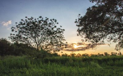 ​苏里南，一个不可多得的国家级天然氧吧