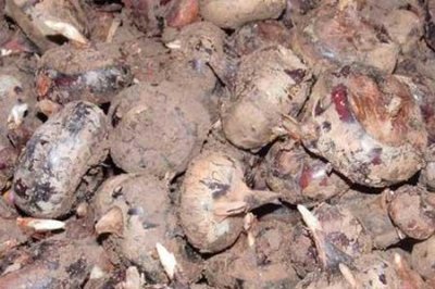 ​马蹄生长在什么地方