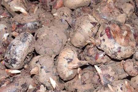 马蹄生长在什么地方