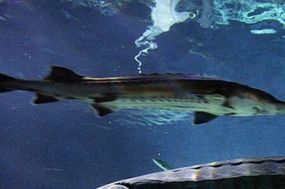 ​和中华鲟很像的鱼叫什么