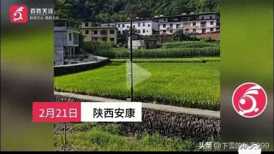 ​太惨烈！陕西安康老人家中晕倒被猪啃食！知情人讲述血腥一幕