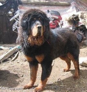 ​青龙犬：藏獒和蒙古牧羊犬杂交而成的中国第一肉狗品牌