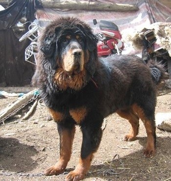 青龙犬:藏獒和蒙古牧羊犬杂交而成的中国第一肉狗品牌