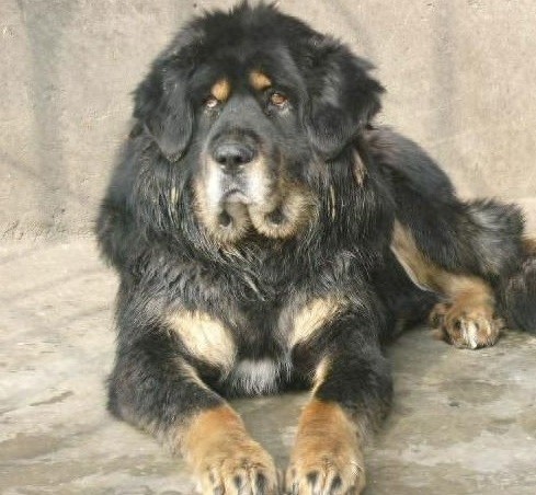 青龙犬:藏獒和蒙古牧羊犬杂交而成的中国第一肉狗品牌