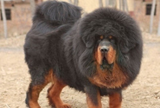 青龙犬:藏獒和蒙古牧羊犬杂交而成的中国第一肉狗品牌