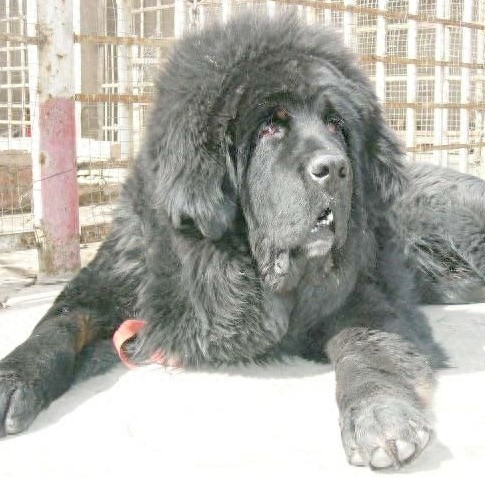 青龙犬:藏獒和蒙古牧羊犬杂交而成的中国第一肉狗品牌