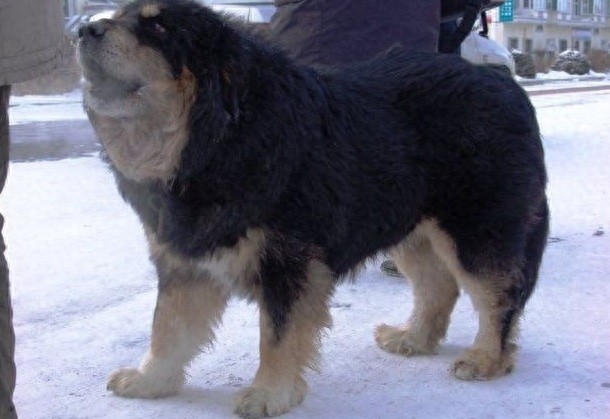 青龙犬:藏獒和蒙古牧羊犬杂交而成的中国第一肉狗品牌