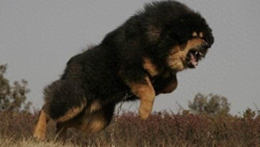 青龙犬:藏獒和蒙古牧羊犬杂交而成的中国第一肉狗品牌