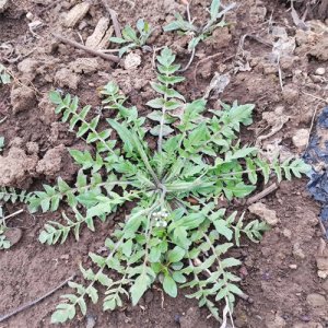 ​山东兰陵，田间荠菜香，教你认识别挖错了