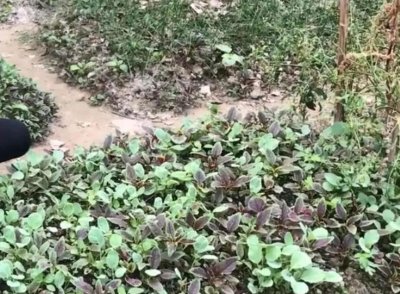 ​＂老鼠屎＂这种野菜江西人不会陌生，有多少其他地方的人知道它？