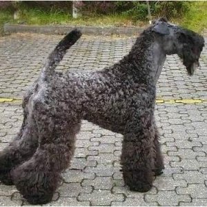 ​爱尔兰国犬，凯利蓝梗