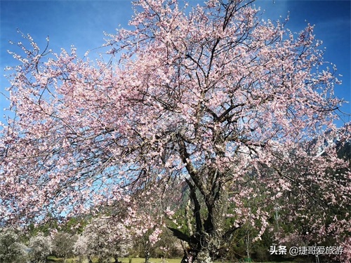 西藏自治区 林芝市 嘎拉桃花村《三生三世十里桃花》取景地