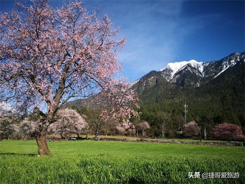 西藏自治区 林芝市 嘎拉桃花村《三生三世十里桃花》取景地