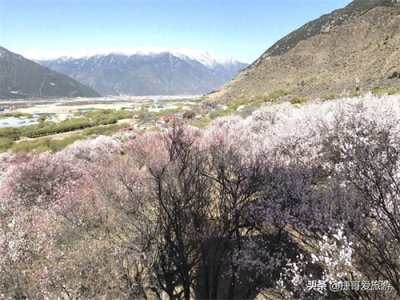 ​西藏自治区 林芝市 嘎拉桃花村《三生三世十里桃花》取景地