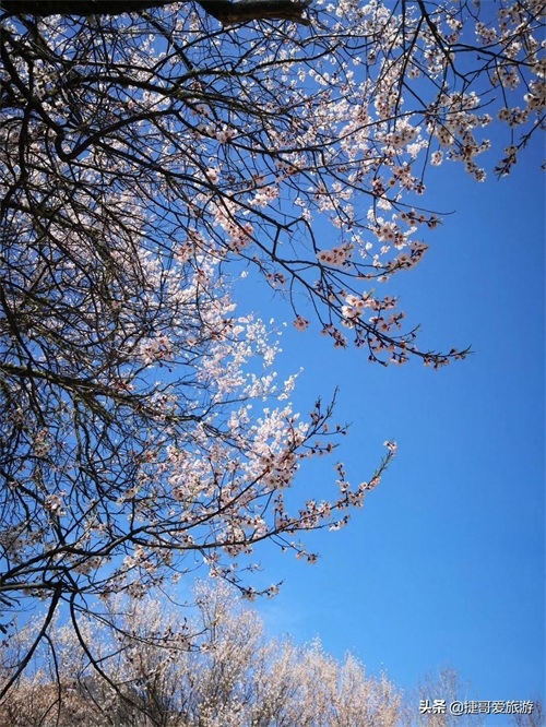 西藏自治区 林芝市 嘎拉桃花村《三生三世十里桃花》取景地