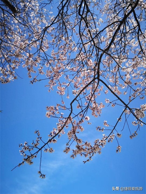 西藏自治区 林芝市 嘎拉桃花村《三生三世十里桃花》取景地