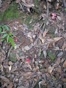 ​《大山深处的神奇：揭秘野生菌红菇的神秘面纱》