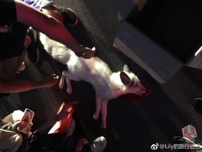 ​武大“网红”小白狐被撞身亡，学生含泪送别