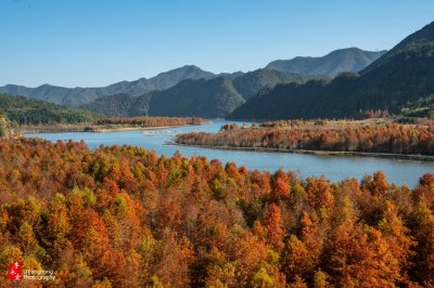 ​安徽宁国：有一处美丽的红杉林