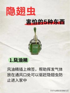 ​隐翅虫在家爆发，一定要知道这些！