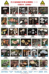 ​转提醒！别吃！川渝野生毒蘑菇图鉴