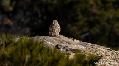 ​小型猛禽红隼，凶猛霸气