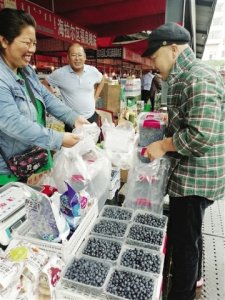 ​野生蓝莓受游客青睐