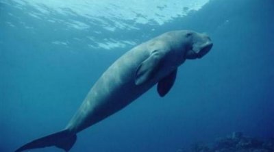 ​世界上真的有美人鱼？俄罗斯科学家曾表示亲眼目睹，是真是假？