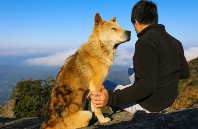 ​盘点中国7大“土狗”，你都认识吗？