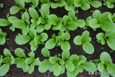 ​在家里种菜怎么种才好呢？只要掌握四个小窍门，出苗又齐又壮，长势旺盛