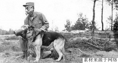 ​中国第一猛犬，是一种源自中国西南部的犬种，它的名字叫做藏獒