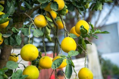 ​海南柚子价格“跳水”，上市一个月12元跌到3元，今年会咋样？