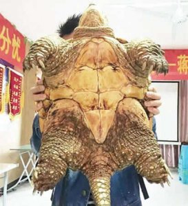 ​千年古墓挖出活乌龟 真相揭开震惊了