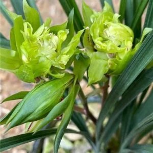 那些昂贵的兰花你知道几个?