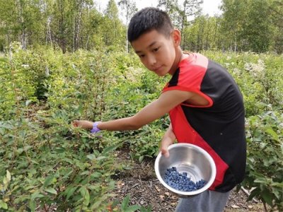有钱也难吃到的“山茄子”