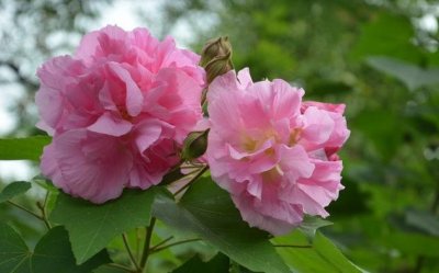 每天认识一种植物(93):木芙蓉——纤细之美、纯洁、贞操